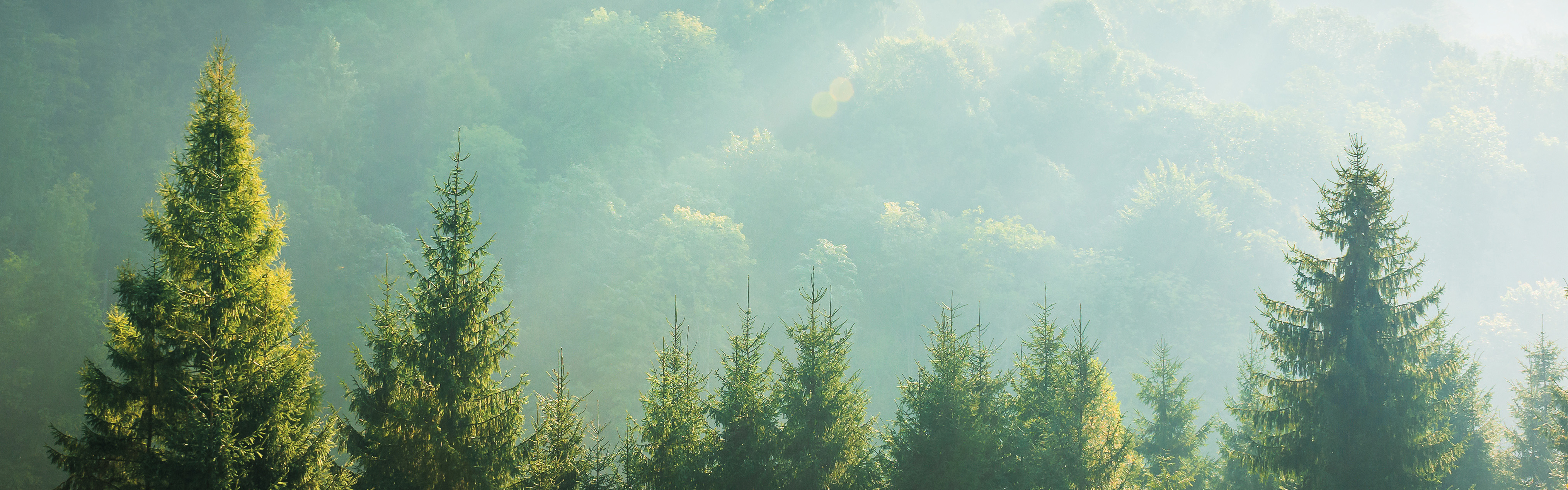 Sunlit forested hills in morning mist